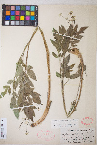 Osmorhiza occidentalis image
