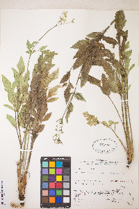 Osmorhiza occidentalis image