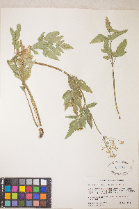 Osmorhiza occidentalis image