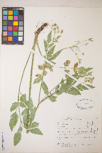 Osmorhiza occidentalis image