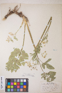 Osmorhiza occidentalis image