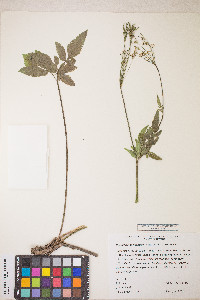 Osmorhiza occidentalis image