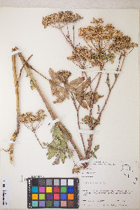 Pastinaca sativa image
