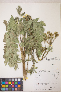 Pastinaca sativa image