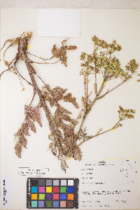 Pastinaca sativa image