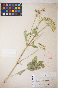 Pastinaca sativa image