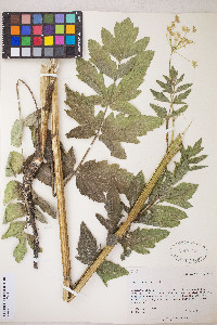 Pastinaca sativa image