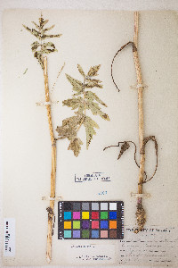 Pastinaca sativa image