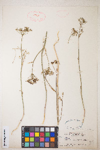 Perideridia gairdneri image
