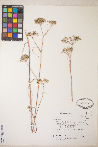 Perideridia gairdneri image