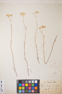 Perideridia gairdneri image
