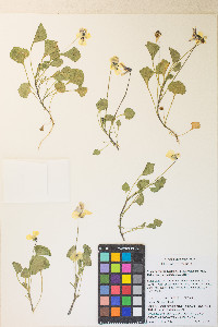 Viola quercetorum image