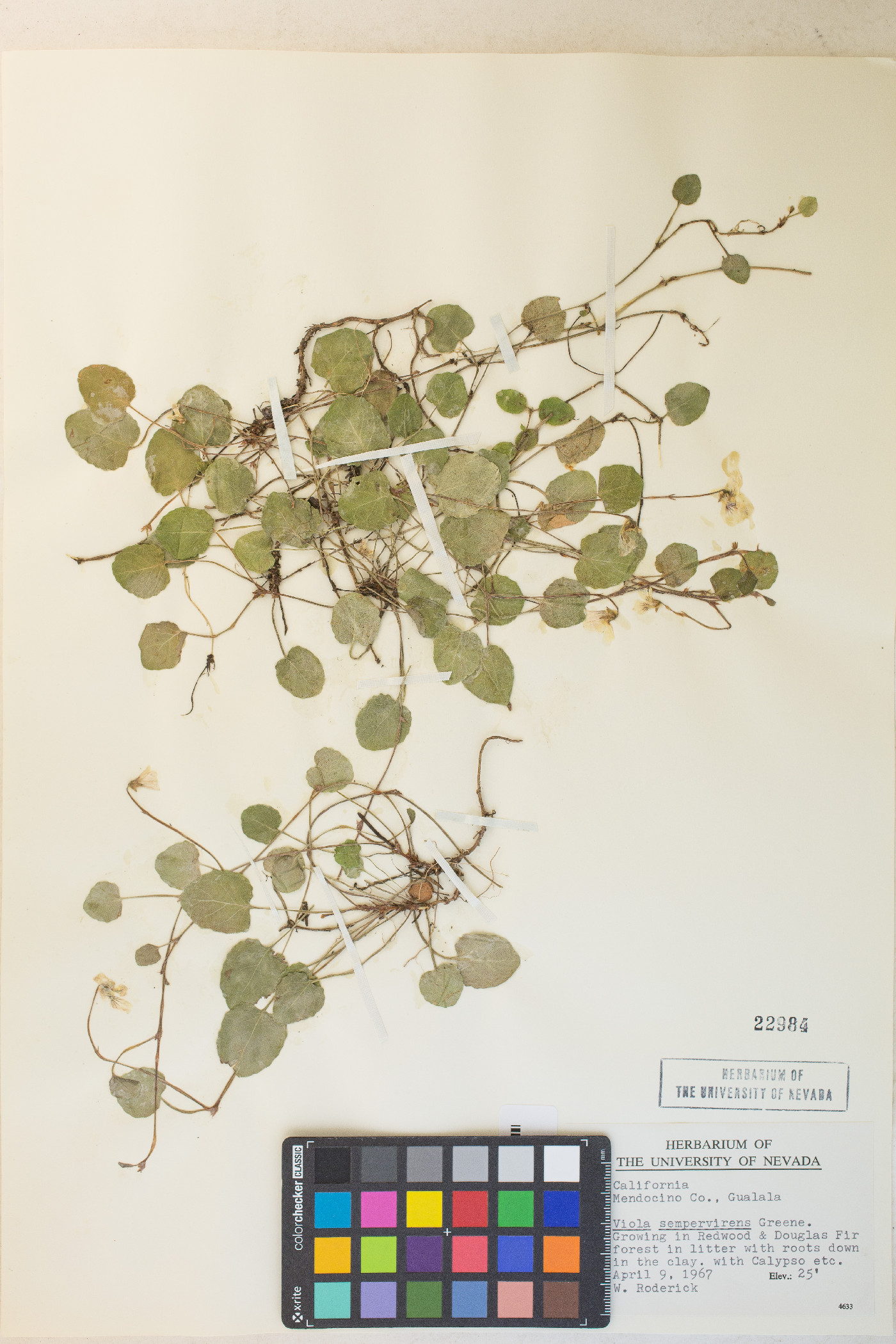 Viola sempervirens image