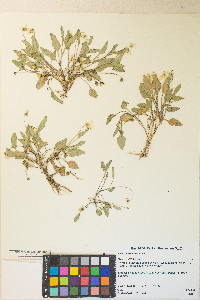 Viola vallicola image