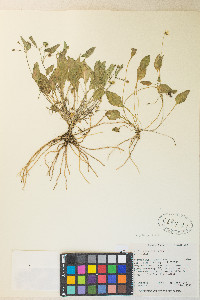 Viola vallicola image