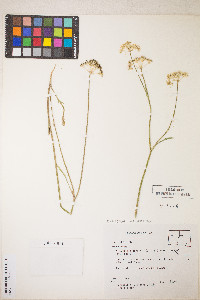 Perideridia gairdneri image