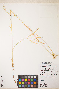 Perideridia parishii subsp. latifolia image