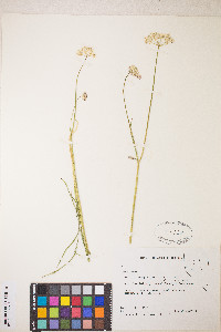 Perideridia parishii subsp. latifolia image