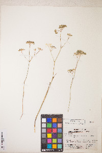 Perideridia parishii subsp. latifolia image