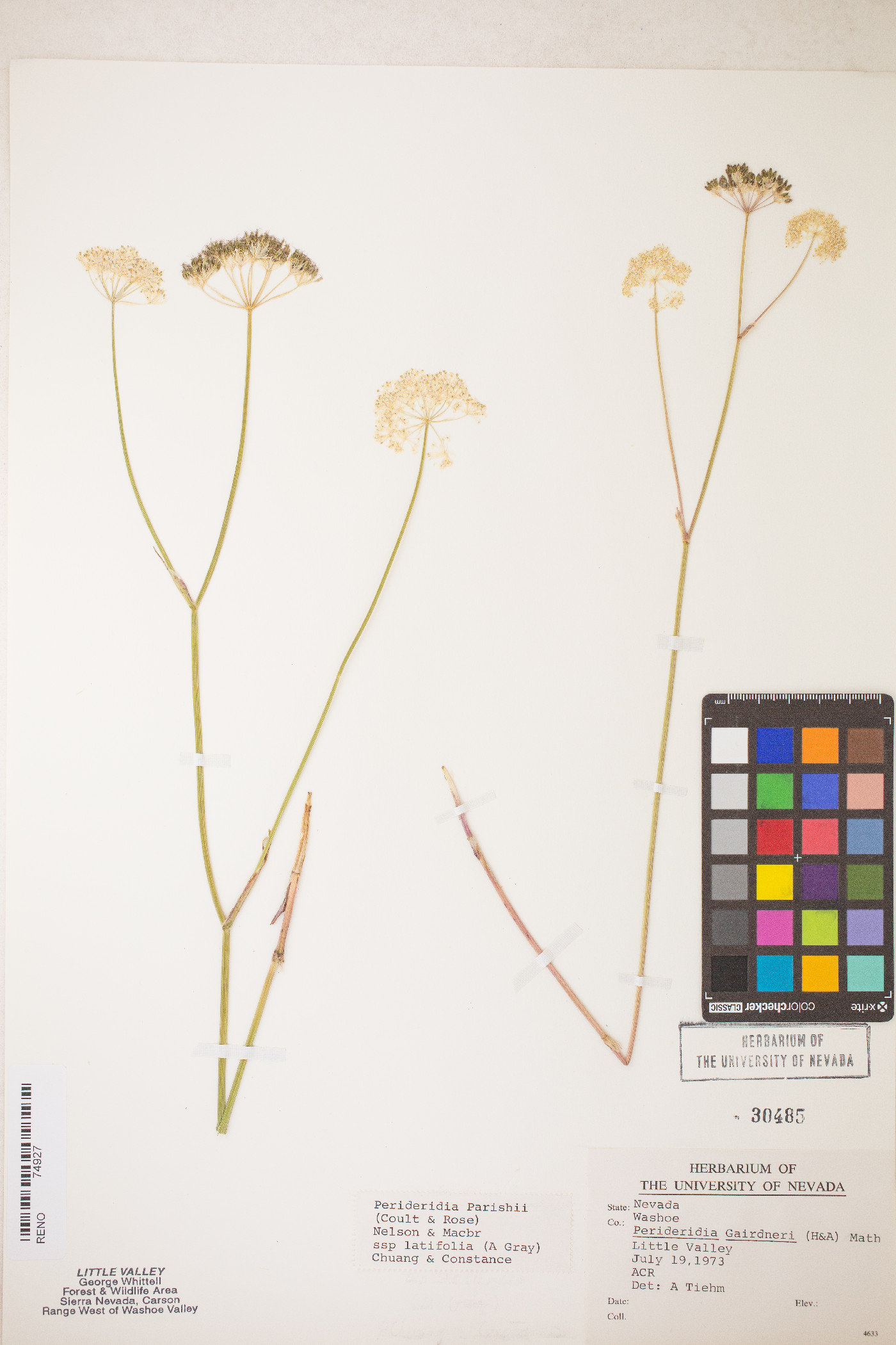 Perideridia parishii subsp. latifolia image
