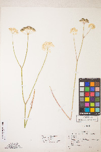 Perideridia parishii subsp. latifolia image