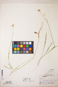 Perideridia parishii subsp. latifolia image