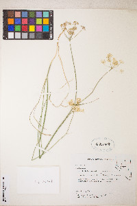 Perideridia parishii subsp. latifolia image
