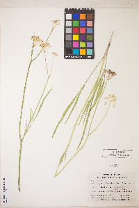 Perideridia parishii subsp. latifolia image