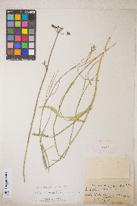 Perideridia gairdneri subsp. borealis image