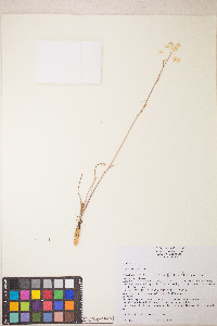 Perideridia parishii subsp. latifolia image