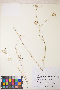 Perideridia parishii subsp. latifolia image