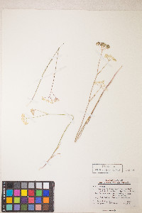 Perideridia parishii subsp. latifolia image