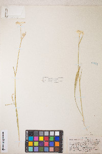 Perideridia parishii subsp. latifolia image
