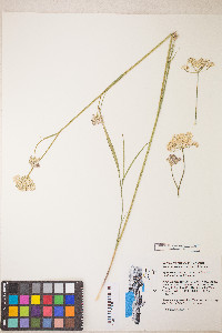 Perideridia parishii subsp. latifolia image