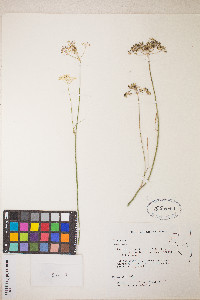 Perideridia parishii subsp. latifolia image