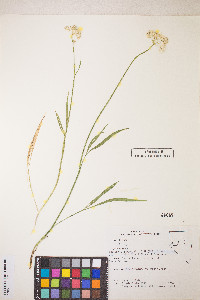 Perideridia parishii subsp. latifolia image