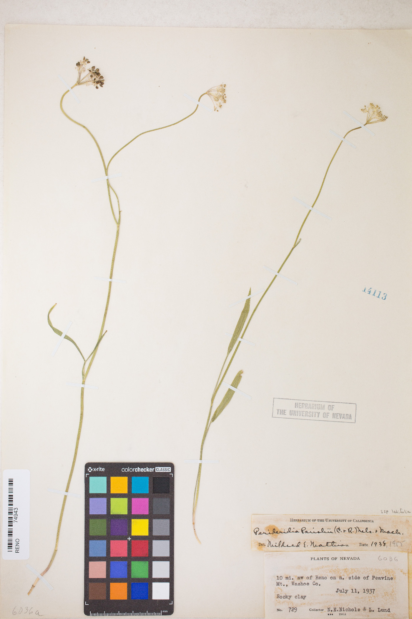 Perideridia parishii subsp. latifolia image