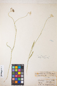 Perideridia parishii subsp. latifolia image