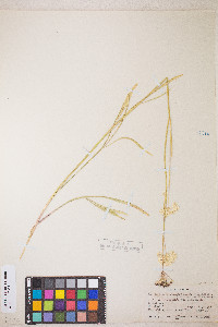 Perideridia parishii subsp. latifolia image