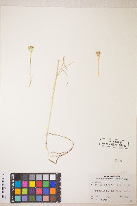 Perideridia parishii subsp. latifolia image