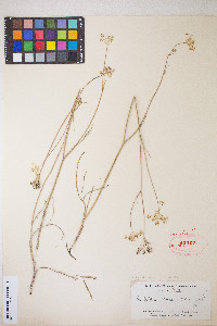 Perideridia parishii subsp. latifolia image