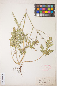 Sanicula bipinnatifida image