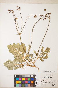 Sanicula bipinnatifida image