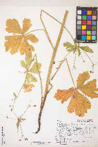 Sanicula crassicaulis image