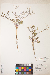 Sanicula graveolens image