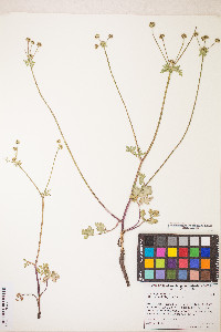 Sanicula graveolens image