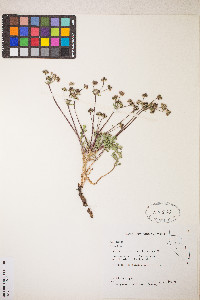 Sanicula graveolens image