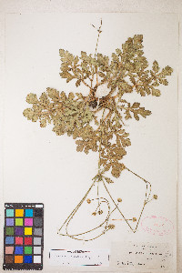 Sanicula graveolens image