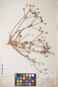 Sanicula graveolens image