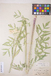 Sphenosciadium capitellatum image